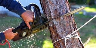 Professional Tree Services in Long Neck, DE