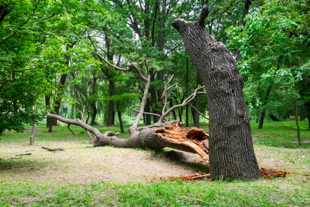 How Our Tree Care Process Works  in  Long Neck, DE